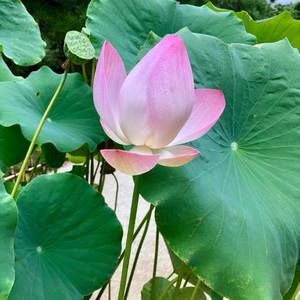 Meet your Posher, Setha